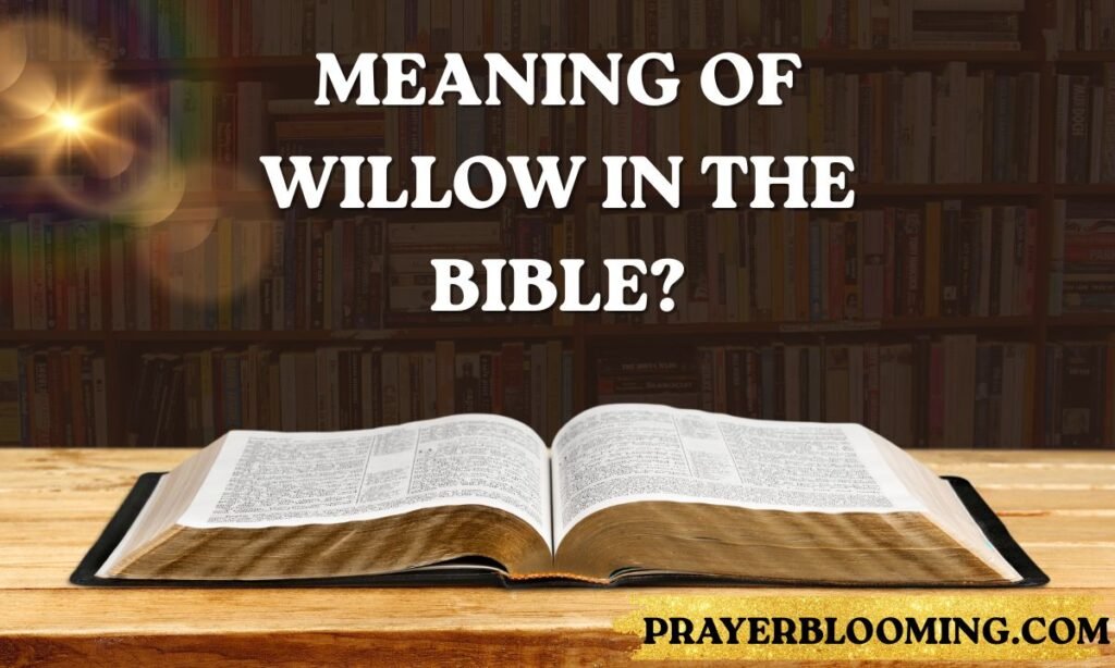 Meaning of Willow in the Bible